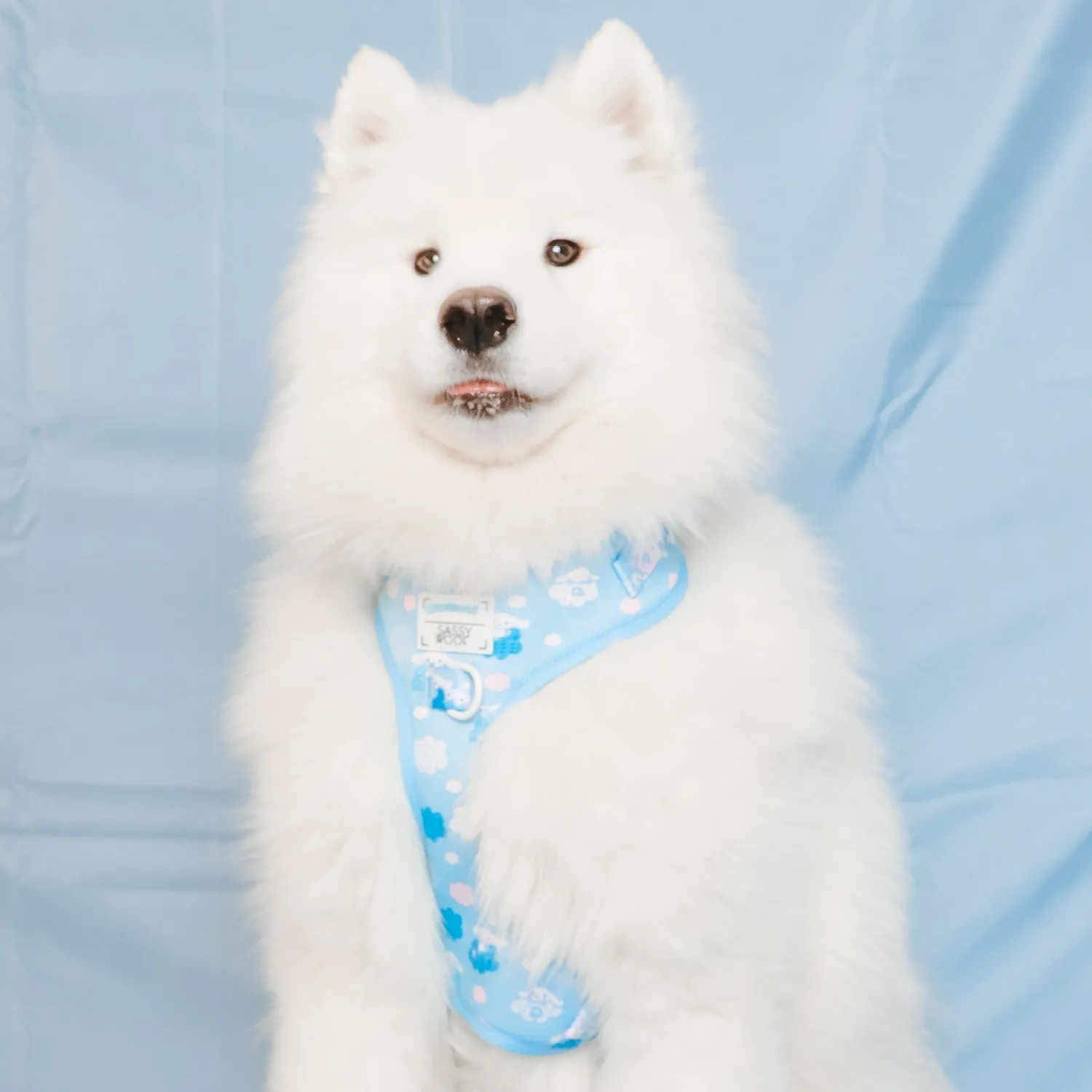 Hello Kitty Cinnamoroll x Sassy Woof hundesele Clouds XS–M